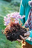 Woman carrying a tuber of Ivy-leaved cyclamen (Cyclamen hederifolium) in flower