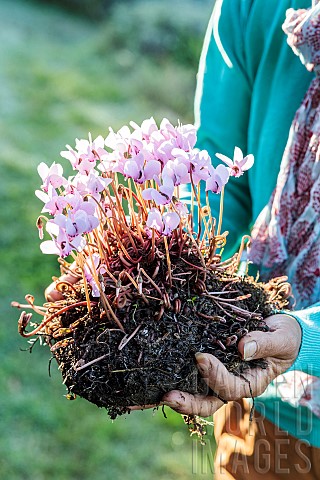Woman_carrying_a_tuber_of_Ivyleaved_cyclamen_Cyclamen_hederifolium_in_flower