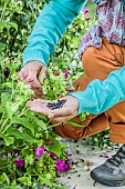 Woman harvesting seeds of the Marvel-of-Peru. The plant produces seeds that will faithfully transmit the colour of the plant.