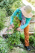 Woman staking a dahlia in a bed, in summer.