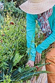 Woman weeding a sow-thistle in a bed in summer.