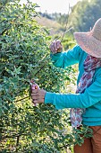 Woman pruning a Tree mallow (Lavatera thuringiaca) in summer to keep it compact.