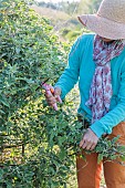 Woman pruning a Tree mallow (Lavatera thuringiaca) in summer to keep it compact.