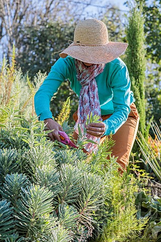 Woman_pruning_a_sage_in_a_Mediterranean_garden_in_summer