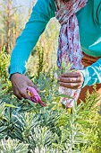 Woman pruning a sage in a Mediterranean garden, in summer.