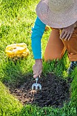 Planting spring flower bulbs in a lawn, step by step. 3: Scratching to loosen the soil.