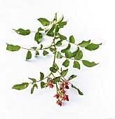 Studio portrait of the Fraise des Bois rose. This curious variety is characterised by its buds that never open. Botanically: persistent petals forming a kind of calyptre