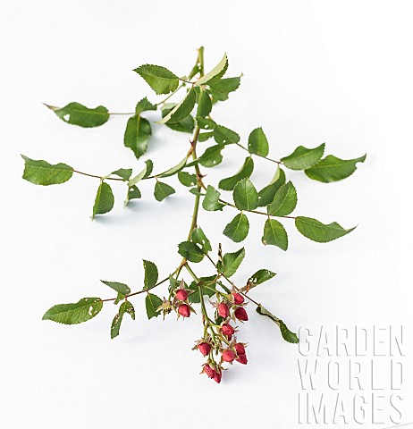 Studio_portrait_of_the_Fraise_des_Bois_rose_This_curious_variety_is_characterised_by_its_buds_that_n