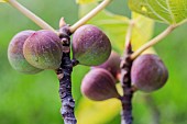 Fruits of the Panache Reverse fig, a mutation of the panache fig, whose fruits retain striations.