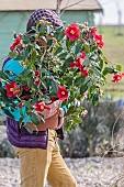 Man carrying a Japanese camellia (Camellia japonica x reticulata) after purchase and before planting
