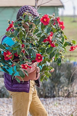 Man_carrying_a_Japanese_camellia_Camellia_japonica_x_reticulata_after_purchase_and_before_planting