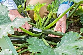 Man harvesting courgettes in a vegetable patch.