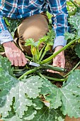 Man harvesting courgettes in a vegetable patch.