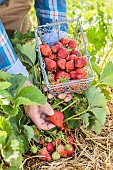 Man harvesting strawberries in a vegetable garden.