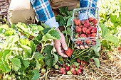 Man harvesting strawberries in a vegetable garden.