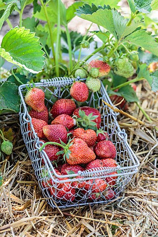 Strawberry_harvest_atmosphere_in_the_garden