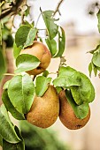 Passe-Crassane pears on a branch at maturity, in September. PGI Savoy apples and pears.