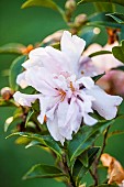 Sasanqua Camellia (Camellia sasanqua) Paradise Petite flower