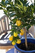 Portrait of the pot-grown limequat Eustis, a citrus fruit used like a lemon and easy to grow.