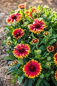 Portrait of Gaillarda pulchella of the variety Arizona Sun, in summer.