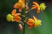 Bulbinella (Bulbinella frutescens) flower, Gard, France