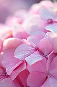 Dew-covered French hydrangea (Hydrangea macrophylla) flowers, Cotes-dArmor, France