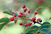 Japanese pepper (Zanthoxylum piperitum) fruits, Gers, France