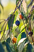 Fruits of European Hackberry (Celtis australis) Variegata, gard, France