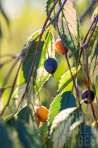 Fruits_of_European_Hackberry_Celtis_australis_Variegata_gard_France