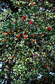 Strawberry tree (Arbutus unedo) fruits in autumn, Gard, France