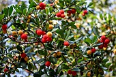 Strawberry tree (Arbutus unedo) fruits in autumn, Gard, France