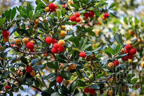 Strawberry_tree_Arbutus_unedo_fruits_in_autumn_Gard_France