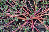 Purslane (Portulaca oleracea), gard, France