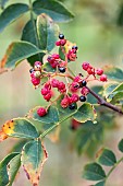 Japanese pepper (Zanthoxylum piperitum), aphids and ants on fruit, Gers, France