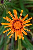 Gazania (Gazania rigens) flower, Gers, France