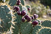 Desert prickly pear (Opuntia engelmannii), invasive plant in the Mediterranean area, Gard, France