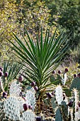 Desert prickly pear (Opuntia engelmannii) and Glorious Yucca (Yucca gloriosa) developing in a scrubland following the deposit of green waste, Gard, France