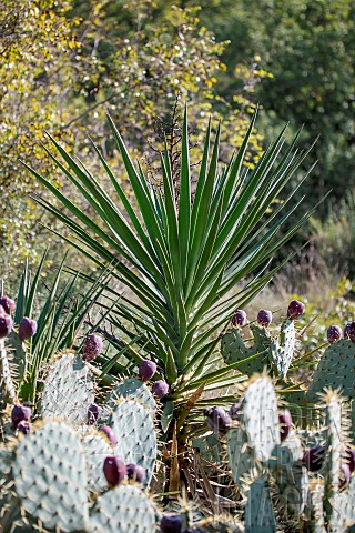 Desert_prickly_pear_Opuntia_engelmannii_and_Glorious_Yucca_Yucca_gloriosa_developing_in_a_scrubland_