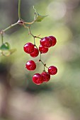 Common smilax (Smilax aspera), fruits, Gard, France