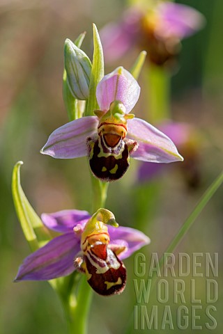 Bee_orchid_Ophrys_apifera_flower_Vaucluse_France
