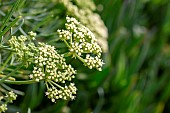 Sea fennel (Crithmum maritimum) flowers, Cotes dArmor, France