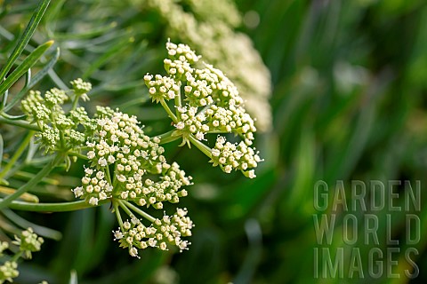 Sea_fennel_Crithmum_maritimum_flowers_Cotes_dArmor_France