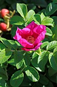 Rugosa rose (Rosa rugosa) flower, Cotes dArmor, France