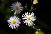 Annual Fleabane (Erigeron annuus) flowers, Gard, France