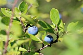 Blackthorn (Prunus spinosa) fruits, Gard, France