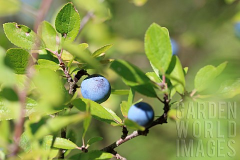 Blackthorn_Prunus_spinosa_fruits_Gard_France