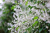 Silver lace vine (Fallopia baldschuanica)