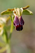 Ophrys (Ophrys funerea = O. sulcata auct.), Aveyron, France