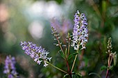 Hebe (hebe sp) flowers, cotes dArmor, France