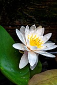 White water lily (Nymphaea alba), Pyrénées-Orientales, France